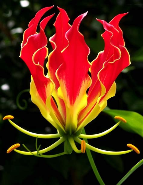 Gloriosa superba | Flores incomuns, Flores raras e Flores exóticas