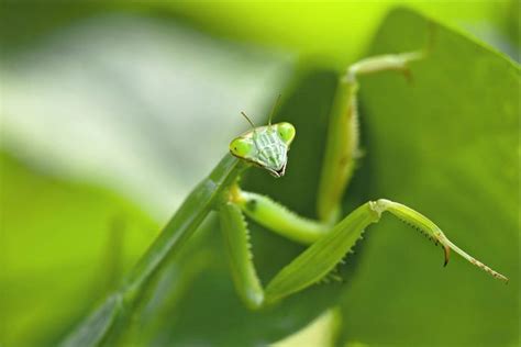 Will a Praying Mantis Eat Hummingbirds? - Birds and Blooms