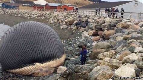 Dead blue whale 'might explode' in Newfoundland town - BBC News