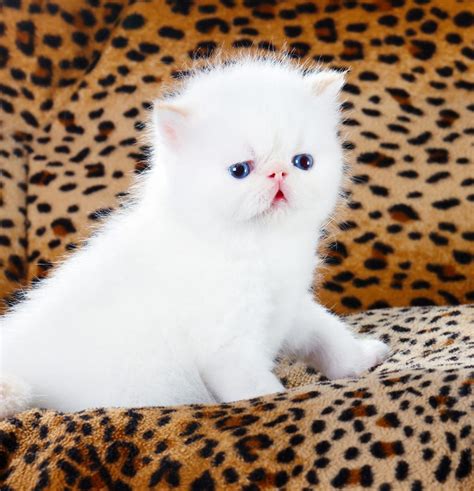 Persian Cat Names - Over 200 Gorgeous Ideas!