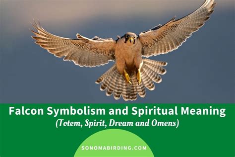 Falcon Symbolism and Meaning (Totem, Spirit and Omens) - Sonoma Birding