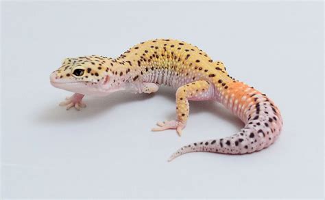 Leopard Gecko Babies For Sale