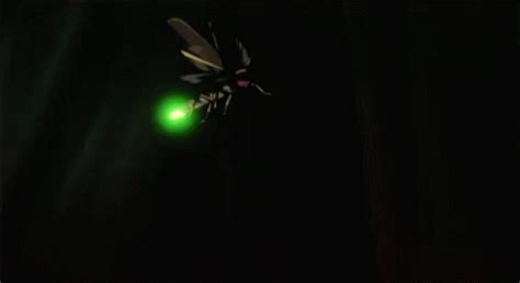 Firefly Insect GIF - Firefly Insect - Discover & Share GIFs