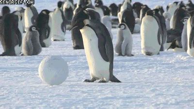 Cutesypooh | Penguins, Penguins funny, Animal crackers