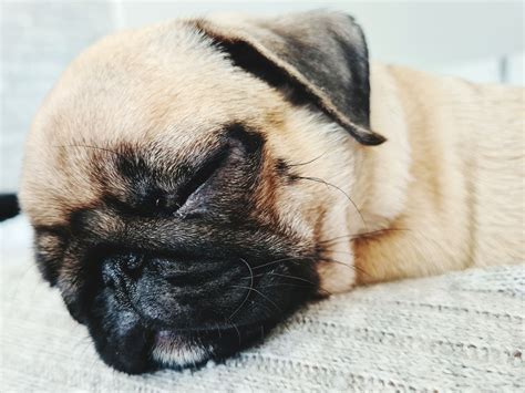 Pugs, Sleep, Animals, Life, Animales, Animaux, Animal, Animais, Pug Dogs