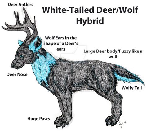 White-Tailed Deer/wolf hybrid by BlackWolfTala on DeviantArt