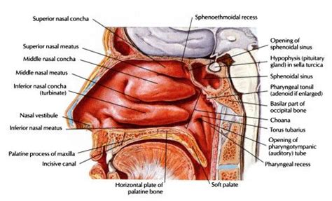 Anatomy Physiology of Nose, Nasal and Paranasal Sinus | Sinus cavities ...