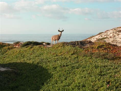 Pacific Grove Golf Course, Pacific Grove CA | Hidden Links Golf