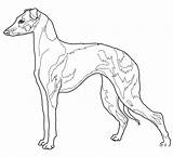 Italian Greyhound coloring Page  ColouringPages sketch template