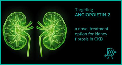 Angiopoietin-2 a new treatment target for kidney fibrosis | Biomedica