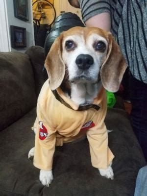 Ghostbusters Dog Costume with Same Day Shipping | BaxterBoo