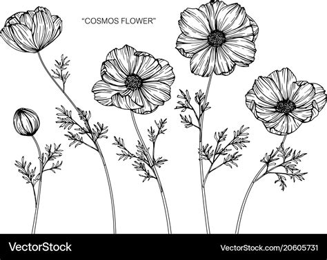 Cosmos flower drawing Royalty Free Vector Image