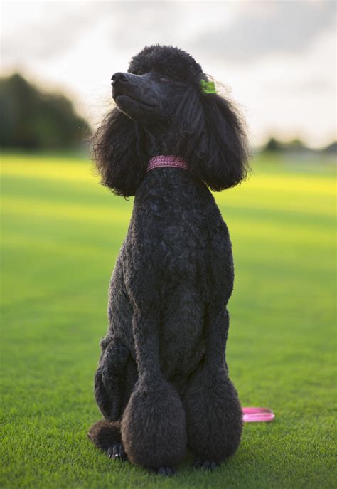 Raza: Poodle Origen: África Es un perro extremadamente inteligente, posee una… Pink Poodle ...