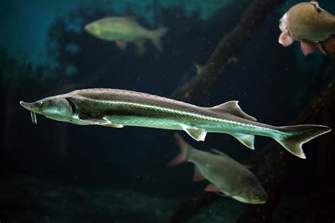 Sturgeon “Methuselah Fish” Genome Sequenced – Important Piece of Evolutionary Puzzle