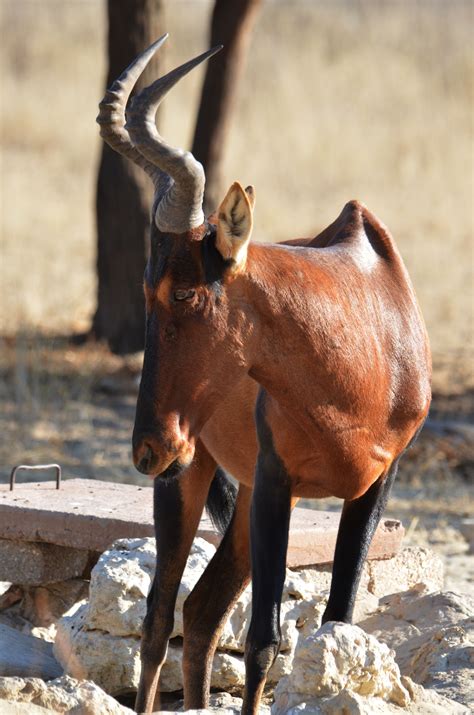 Red Hartebeest Antelope seen near the Nossob Rest Camp. African Animals, Angola, Wild Animals ...