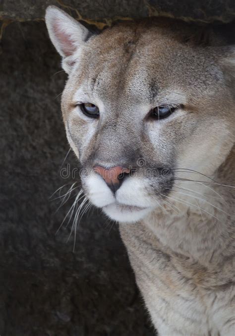 Mountain lion stock photo. Image of hunter, animal, lion - 86444480