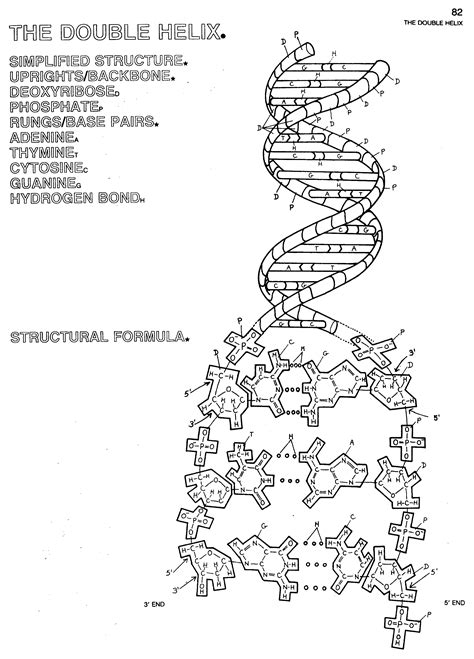 Dna Double Helix Worksheet