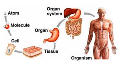 Which order shows the levels of organization from largest to smallest?organism, organ system ...