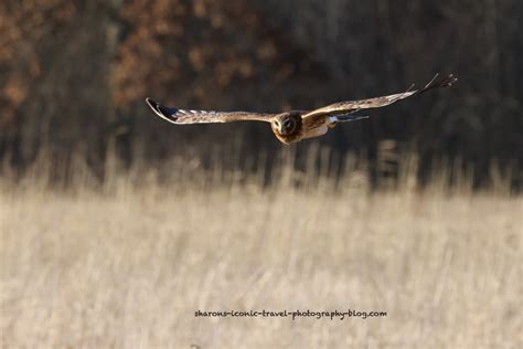 Harrier Hawk – Sharon's Iconic Travel Photography Blog