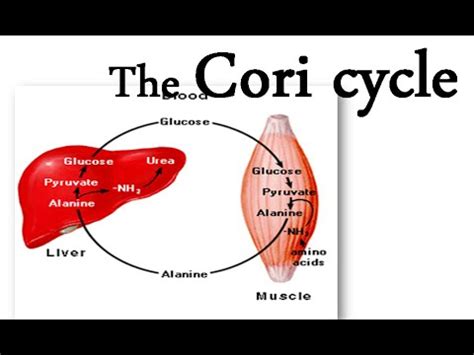 The Cori cycle - YouTube