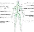 Category:Lymphatic system - Wikimedia Commons