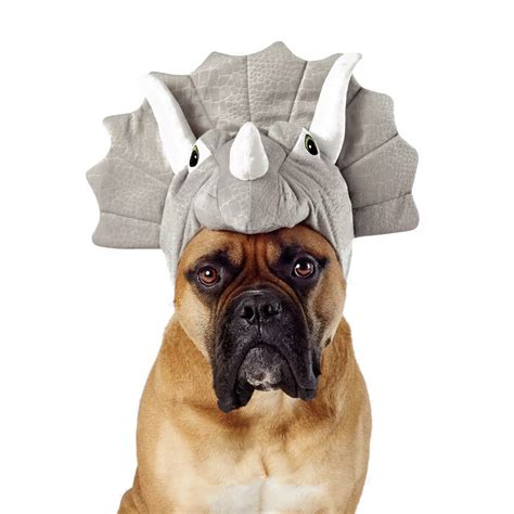 20 Cute Halloween Costumes for Extra Large Dogs (up to 3XL!) - Hey ...