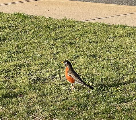 A red, red robin came bob, bob, bobbin along this morning….