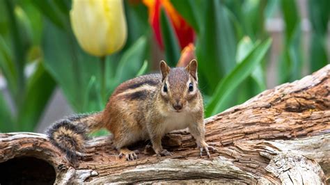 How to get rid of chipmunks safely and humanely