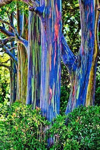 Rainbow trees | Rainbow eucalyptus tree, Rainbow eucalyptus, Rainbow ...