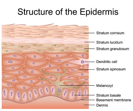 Structure Of The Epidermis Medical Vector Illustration Dermis Anatomy Stock Illustration ...