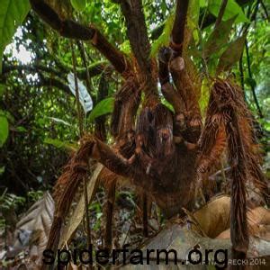 3 types of the deadliest spiders in the world - spiderfarm.org