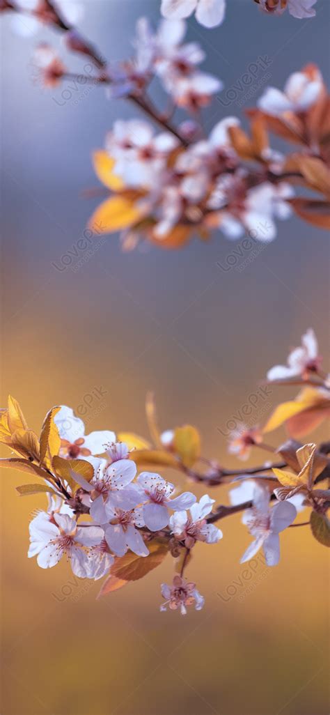 Late Sakura Blooms Mobile Wallpaper Images Free Download on Lovepik | 400372724