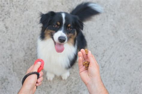 What is a Dog Clicker? | Our Fit Pets