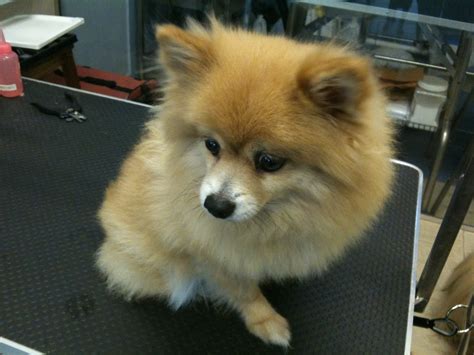 Pomeranian Puppy cut | Mobile Dog Stylists - Pet Grooming & Dog Home Boarding