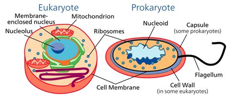 Tipos Celulares: Eucariotas y Procariotas | Concise Medical Knowledge