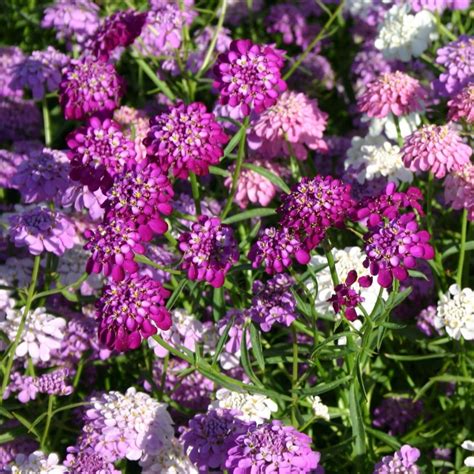 Candytuft x10 – Yorkshire Flower Farm