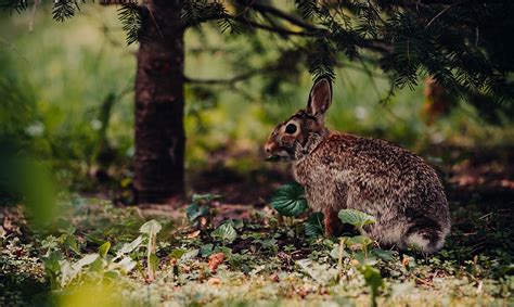 A Guide to Rabbit Hunting: How, Where, and When to Hunt Responsibly - NSSF Let's Go Hunting