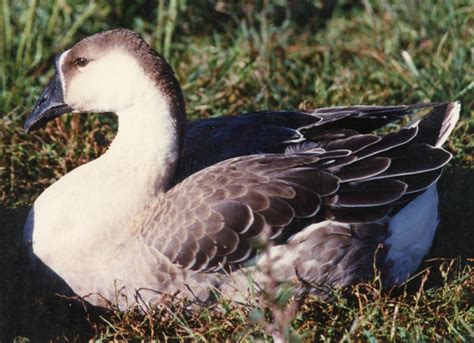 African Goose - Baby Waterfowl for Sale | Cackle Hatchery