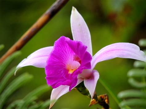 Rainforest Orchids