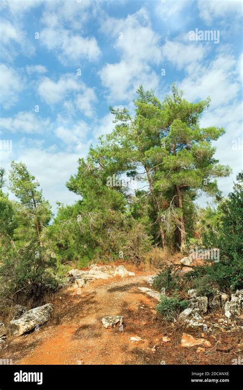 beautiful trees in the forest in northern Israel Stock Photo - Alamy