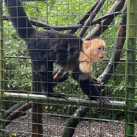 Wildlife Rescue Center Tour in Costa Rica, La Fortuna - COSTA RICA