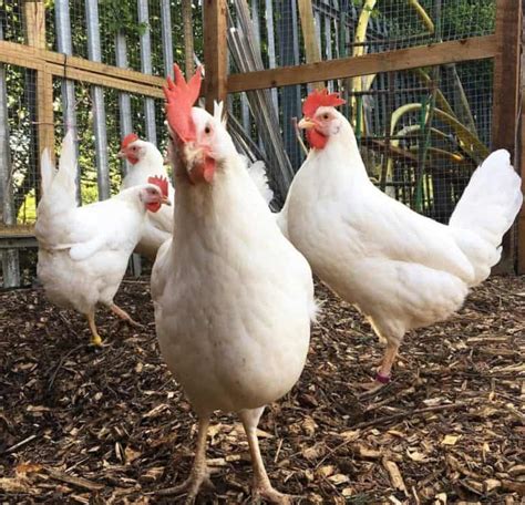 Leghorn Chicken: Eggs, Height, Size and Raising Tips