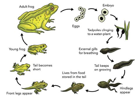 The Life Cycle of A Cockroach and A Frog