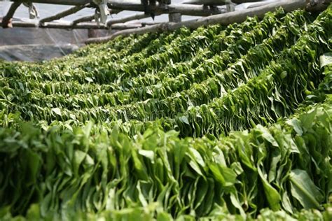 Tobacco leaves drying stock image. Image of agriculture - 18406951