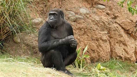 Gorillas Explore Their Habitat for the First Time! - YouTube