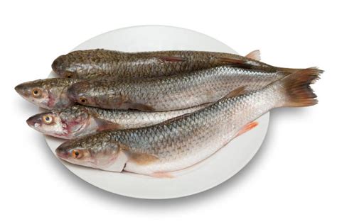 Raw fish stock photo. Image of meal, dinner, fishing - 12533122