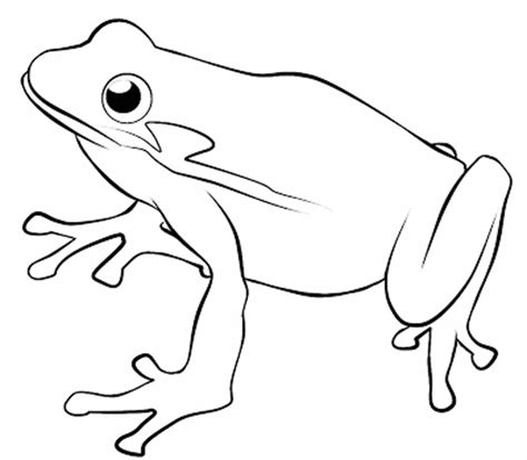 The best free Coqui drawing images. Download from 63 free drawings of ...