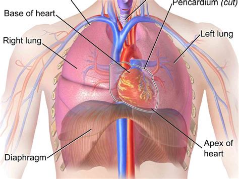 It Located In The Chest heart is located in center of chest behind sternum this video rakesh ...