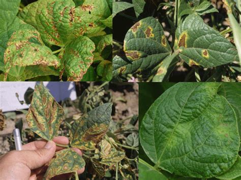 Bacterial Diseases Widespread in Panhandle Dry Beans - UNL CropWatch, Aug. 4, 2011 | CropWatch ...