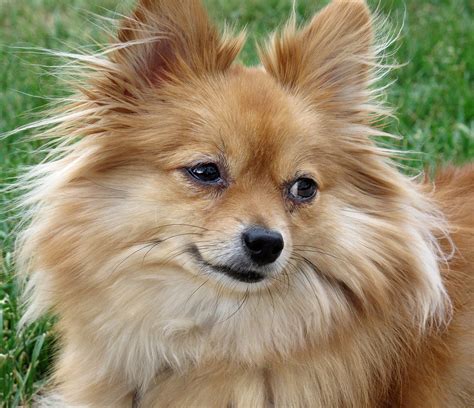 Kae Cee | She's a Japanese Chin/Pomeranian mix. Japanese Chi… | Flickr